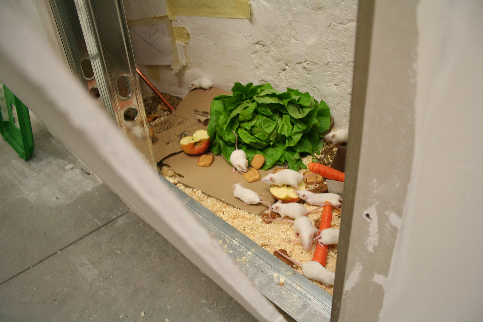 Dragana Sapanjoš, MAKE YOUR OWN KIND OF MUSIC, 2010 (image 3)
